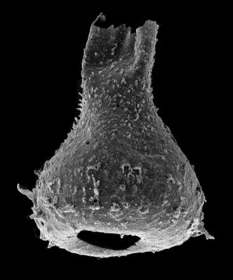 <i><i>Chitinozoa</i> | Ramochitina sp. 2 Nestor, 2009</i><br />Ventspils D-3 borehole, 521.30 m, Gorstian ( 576-44)