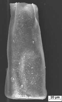 <i><i>Conochitina edjelensis</i></i><br />Staicele 4 borehole, 298.20 m, Adavere Stage ( 754-1377)