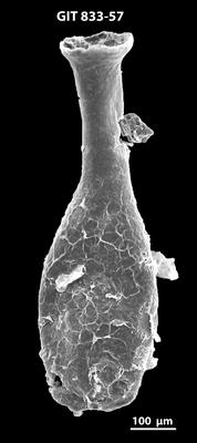 <i><i>Lagenochitina megaesthonica</i></i><br />Kaugatuma 509 borehole,  m, Kunda Stage ( 833-57)