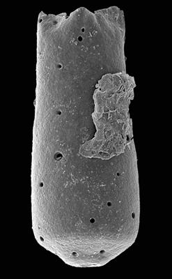 <i><i>Chitinozoa</i> | Belonechitina sp. 2 Nestor, 2009</i><br />Ventspils D-3 borehole, 516.00 m, Gorstian ( 576-40)