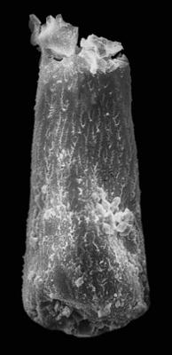 <i><i>Chitinozoa</i> | Hercochitina aff. spinetum Melchin et Legault, 1985</i><br />Kerguta 565 borehole, 135.90 m, Keila Stage ( 544-33)