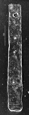 <i><i>Rhabdochitina</i> | Rhabdochitina sp.</i><br />Aizpute 41 borehole, 976.45 m, Silurian ( 345-6)