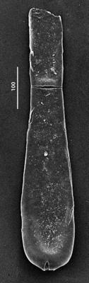 <i><i>Conochitina proboscifera</i></i><br />Aizpute 41 borehole, 942.90 m, lower Silurian ( 345-28)