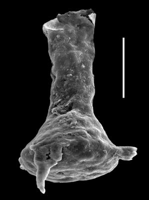 <i><i>Plectochitina pachyderma</i></i><br />Paatsalu 527 borehole, 64.23 m, Wenlock ( 493-22)
