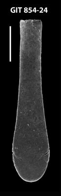<i><i>Clavachitina grandicula</i></i><br />Baldone 80 borehole,  m, Kunda Stage ( 854-24)