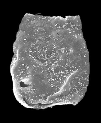 <i><i>Eisenackitina causiata</i></i><br />Kolka 54 borehole, 596.90 m, Adavere Stage ( 546-29)