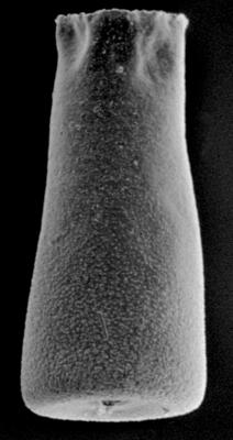 <i><i>Chitinozoa</i> | Belonechitina sp. 1 Nestor, 1994</i><br />Ohesaare borehole, 202.80 m, Jaagarahu Stage ( 220-55)