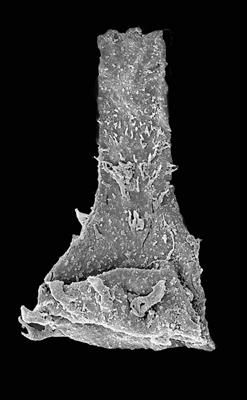 <i><i>Chitinozoa</i> | Ramochitina? sp. 1 Nestor, 2009</i><br />Ventspils D-3 borehole, 532.00 m, Gorstian ( 576-39)