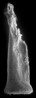 <i><i>Spinachitina fragilis</i></i><br />Nagli 106 borehole, 679.40 m, Juuru Stage ( 272-148)