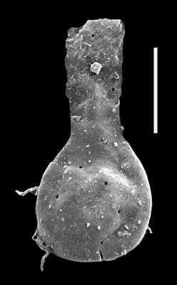 <i><i>Chitinozoa</i> | Angochitina cf. lebaica Eisenack, 1972</i><br />Ventspils D-3 borehole, 386.00 m, Přidoli ( 607-42)