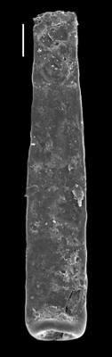 <i><i>Conochitina claviformis</i></i><br />Paatsalu 527 borehole, 62.22 m, Wenlock ( 493-14)