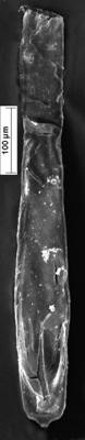 <i><i>Conochitina leptosoma</i></i><br />Staicele 4 borehole, 280.30 m, Jaani Stage ( 350-16)