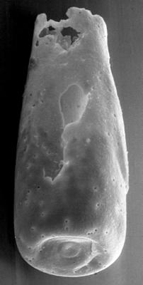 <i><i>Chitinozoa</i> | Conochitina sp. 5 Nestor, 1994</i><br />Vängla trench,  m, Adavere Stage ( 272-141)