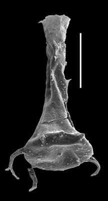 <i><i>Ancyrochitina ancyrea</i></i><br />Paatsalu 527 borehole, 85.78 m, Llandovery ( 493-18)