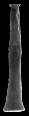 <i><i>Pistillachitina pistillifrons</i> | Pistillachitina pistilliformis (Eisenack, 1939)</i><br />Rapla borehole, 182.10 m, Aseri Stage ( 190-29)