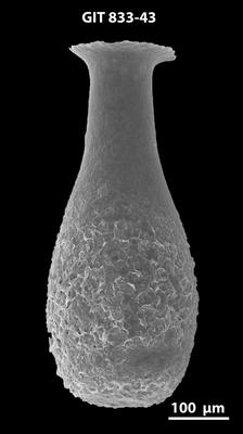 <i><i>Lagenochitina megaesthonica</i></i><br />Kaugatuma 509 borehole,  m, Kunda Stage ( 833-43)