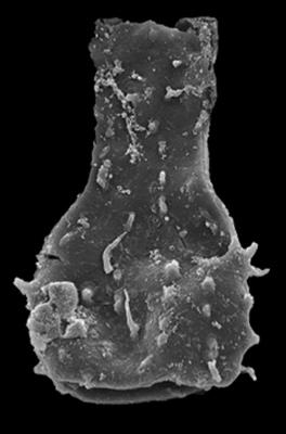 <i><i>Ramochitina</i> | Ramochitina sp. A Loydell et al., 2010</i><br />Kolka 54 borehole, 514.00 m, Jaagarahu Stage ( 546-69)