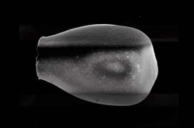 <i><i>Conochitina lagena</i></i><br />Ruhnu 500 borehole, 362.85 m, Jaagarahu Stage ( 754-574)