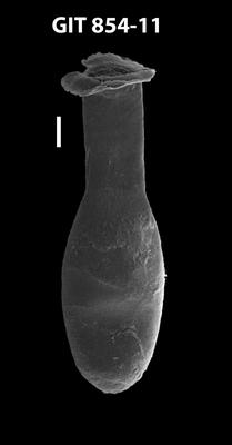 <i><i>Lagenochitina megaesthonica</i></i><br />Baldone 80 borehole,  m, Kunda Stage ( 854-11)