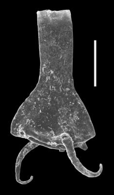 <i><i>Plectochitina</i> | Plectochitina sp.</i><br />Dubovskoye borehole, 1023.50 m, Přidoli ( 607-47)