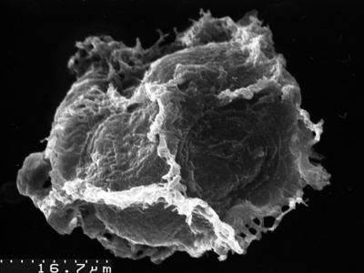 Cymatiogalea messaoudensis Jardiné, Combaz, Magloire, Peniguel and Vachey 1974, 1974, TUG 1536-13 Cymatiogalea messaoudensis Jardiné, Combaz, Magloire, Peniguel and Vachey 1974, 1974, TUG 1536-13