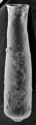 <i><i>Conochitina pachycephala</i></i><br />Ruhnu 500 borehole, 333.00 m, Jaagarahu Stage ( 189-22)