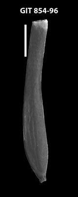 <i><i>Eremochitina baculata</i></i><br />Baldone 80 borehole,  m, Kunda Stage ( 854-96)