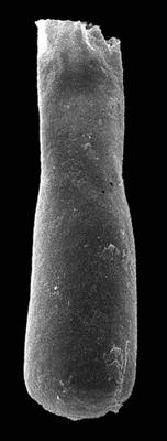 <i><i>Chitinozoa</i> | Conochitina sp. 2 Nõlvak et Bauert, 2006</i><br />Kerguta 565 borehole, 152.75 m, Kukruse Stage ( 544-2)