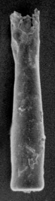 <i><i>Conochitina claviformis</i></i><br />Varbla 502 borehole, 97.20 m, Jaani Stage ( 272-68)