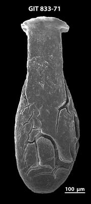 <i><i>Lagenochitina megaesthonica</i></i><br />Baldone 80 borehole,  m, Kunda Stage ( 833-71)