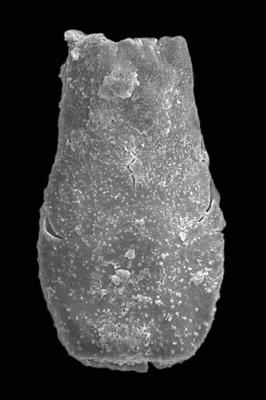 <i><i>Chitinozoa</i> | Belonechitina aff. meifodensis Mullins et Loydell, 2001</i><br />Ventspils D-3 borehole, 827.60 m, Telychian ( 423-7)