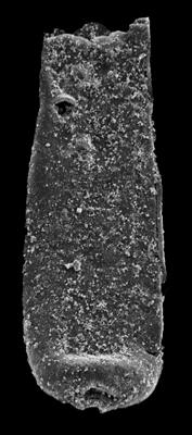 <i><i>Belonechitina</i> | Belonechitina sp. C Loydell et al., 2010</i><br />Kolka 54 borehole, 506.60 m, Jaagarahu Stage ( 546-70)