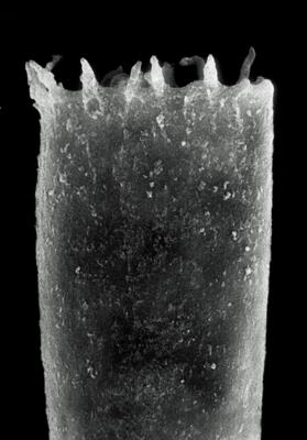<i><i>Spinachitina coronata</i> | Coronochitina coronata Eisenack, 1931</i><br />Rapla borehole, 49.00 m, Pirgu Stage ( 190-5)