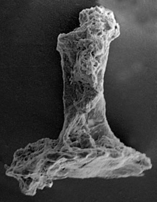 <i><i>Chitinozoa</i> | Clathrochitina? sp.</i><br />Ohesaare borehole, 163.60 m, Jaagarahu Stage ( 272-61)