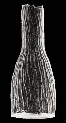 <i><i>Chitinozoa</i> | Cyathochitina cf. dispar Benoit et Taugourdeau,1961</i><br />Eikla 508 borehole, 289.50 m, Nabala Stage ( 306-2)