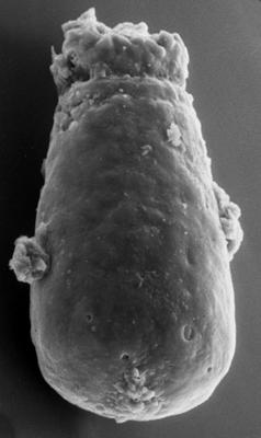 <i><i>Chitinozoa</i> | Conochitina sp. 5 Nestor, 1994</i><br />Viluvere 324 borehole, 51.50 m, Adavere Stage ( 272-142)
