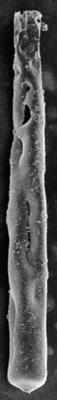 <i><i>Conochitina leptosoma</i></i><br />Ohesaare borehole, 305.45 m, Jaani Stage ( 220-26)