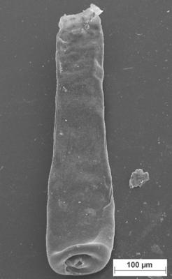 <i><i>Conochitina claviformis</i></i><br />Staicele 4 borehole, 288.50 m, Jaani Stage ( 754-1383)