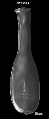 <i><i>Lagenochitina megaesthonica</i></i><br />Baldone 80 borehole,  m, Kunda Stage ( 833-89)