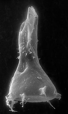 <i><i>Chitinozoa</i> | Ancyrochitina sp. 1 Nestor, 1993</i><br />Jaagarahu borehole, 54.75 m, Adavere Stage ( 273-5)