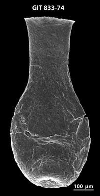<i><i>Lagenochitina megaesthonica</i></i><br />Baldone 80 borehole,  m, Kunda Stage ( 833-74)