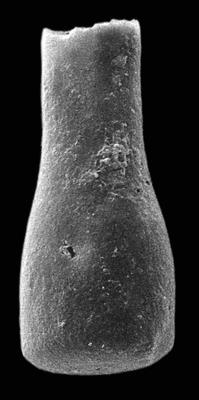 <i><i>Chitinozoa</i> | Conochitina sp. 1 Nõlvak et Bauert, 2006</i><br />Kerguta 565 borehole, 160.07 m, Kukruse Stage ( 544-1)
