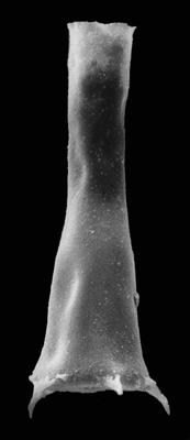 <i><i>Spinachitina cervicornis</i></i><br />Kerguta 565 borehole, 136.90 m, Haljala Stage ( 544-25)