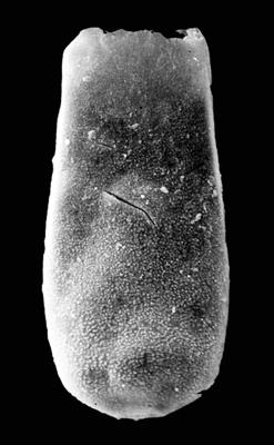 <i><i>Chitinozoa</i> | Belonechitina sp. 1 Nestor, 2009</i><br />Pavilosta 51 borehole, 779.00 m, Gorstian ( 576-35)