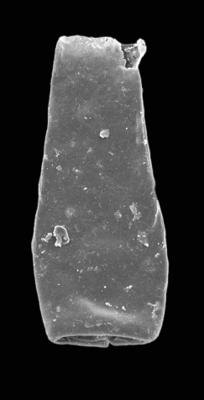 <i><i>Conochitina</i> | Conochitina sp. 1 Mullins et Loydell, 2001</i><br />Ventspils D-3 borehole, 834.60 m, Telychian ( 423-2)