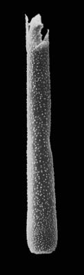 <i><i>Conochitina tuberculata</i></i><br />Kerguta 565 borehole, 168.71 m, Uhaku Stage ( 544-20)