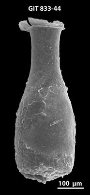 <i><i>Lagenochitina megaesthonica</i></i><br />Kaugatuma 509 borehole,  m, Kunda Stage ( 833-44)