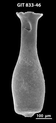 <i><i>Lagenochitina megaesthonica</i></i><br />Kaugatuma 509 borehole,  m, Kunda Stage ( 833-46)
