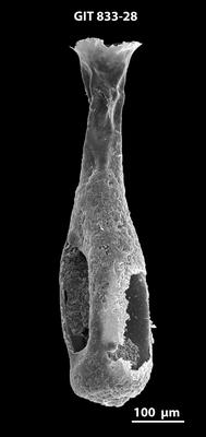 <i><i>Lagenochitina megaesthonica</i></i><br />Kaldase 60 borehole,  m, Kunda Stage ( 833-28)