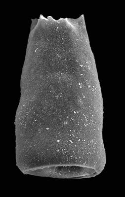 <i><i>Chitinozoa</i> | Belonechitina sp. 2 sensu Mullins et Loydell, 2001</i><br />Viki borehole, 119.60 m, Adavere Stage ( 427-32)